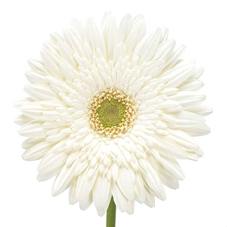 White gerberas by the piece Long Island