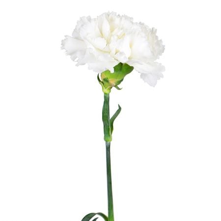 White carnations by the piece Kozova