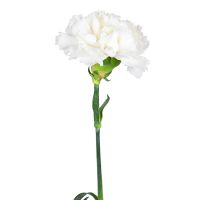White carnations by the piece Verhovcevo