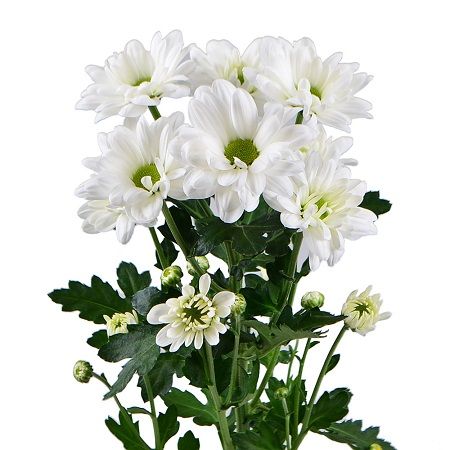 Белые хризантемы поштучно (ветка) Кья