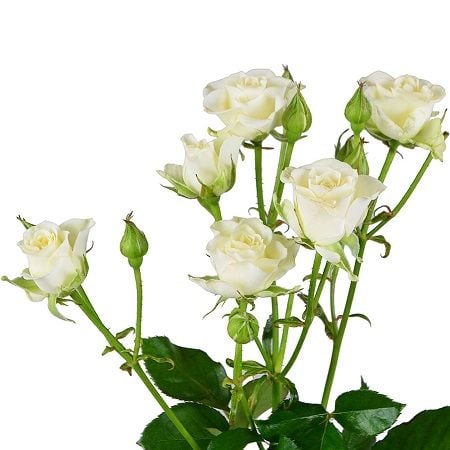 Белые кустовые розы поштучно Кья