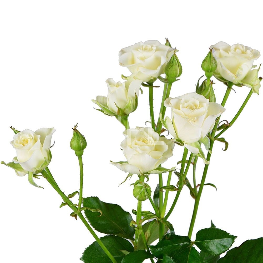Белые кустовые розы поштучно Харьков