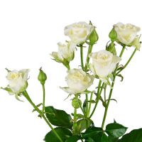 Белые кустовые розы поштучно Гюмри