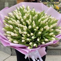 Белые тюльпаны (151 шт) Модиин