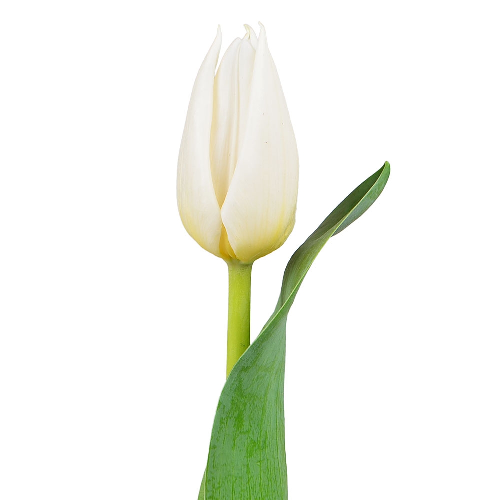 Белые тюльпаны поштучно Белые тюльпаны поштучно