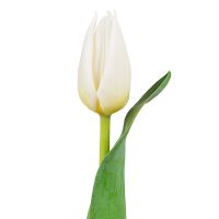 White tulips by the piece Syr Darya