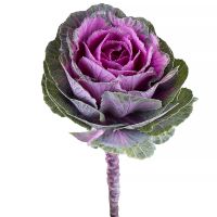 Bouquet Brassica piece Valetta
														