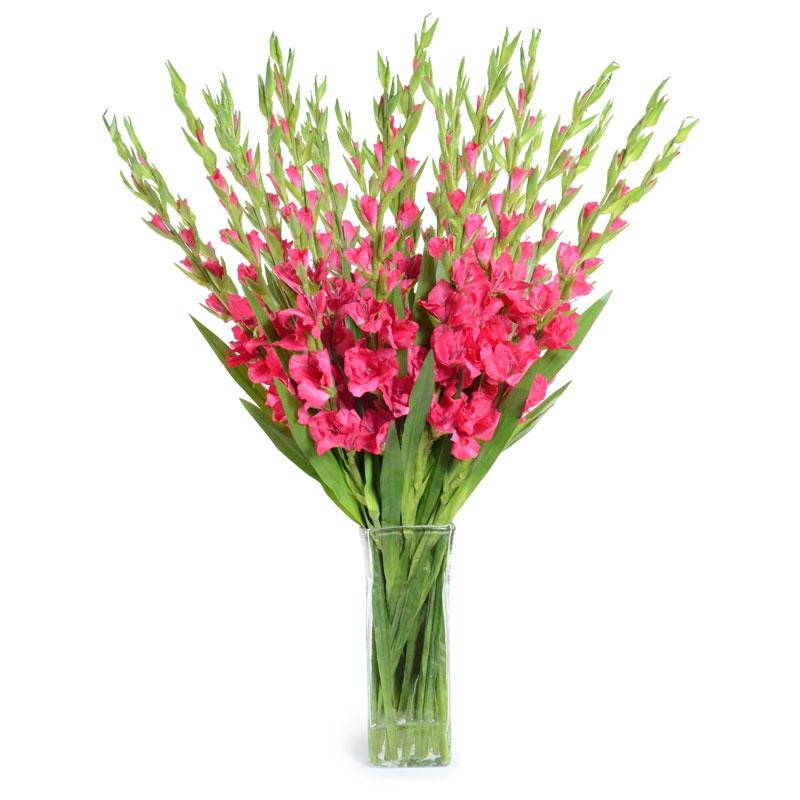 Букет квітів Рожеві гладіолуси Ніїґата