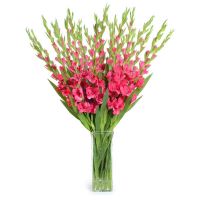  Bouquet Pink gladiolus Yeronga
                            
