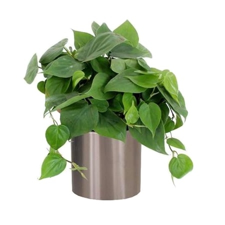Bouquet of flowers Philodendron
													