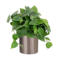 Bouquet of flowers Philodendron Bogdaneshty
														