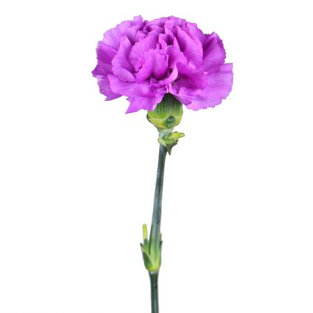 Purple carnations by the piece Rome