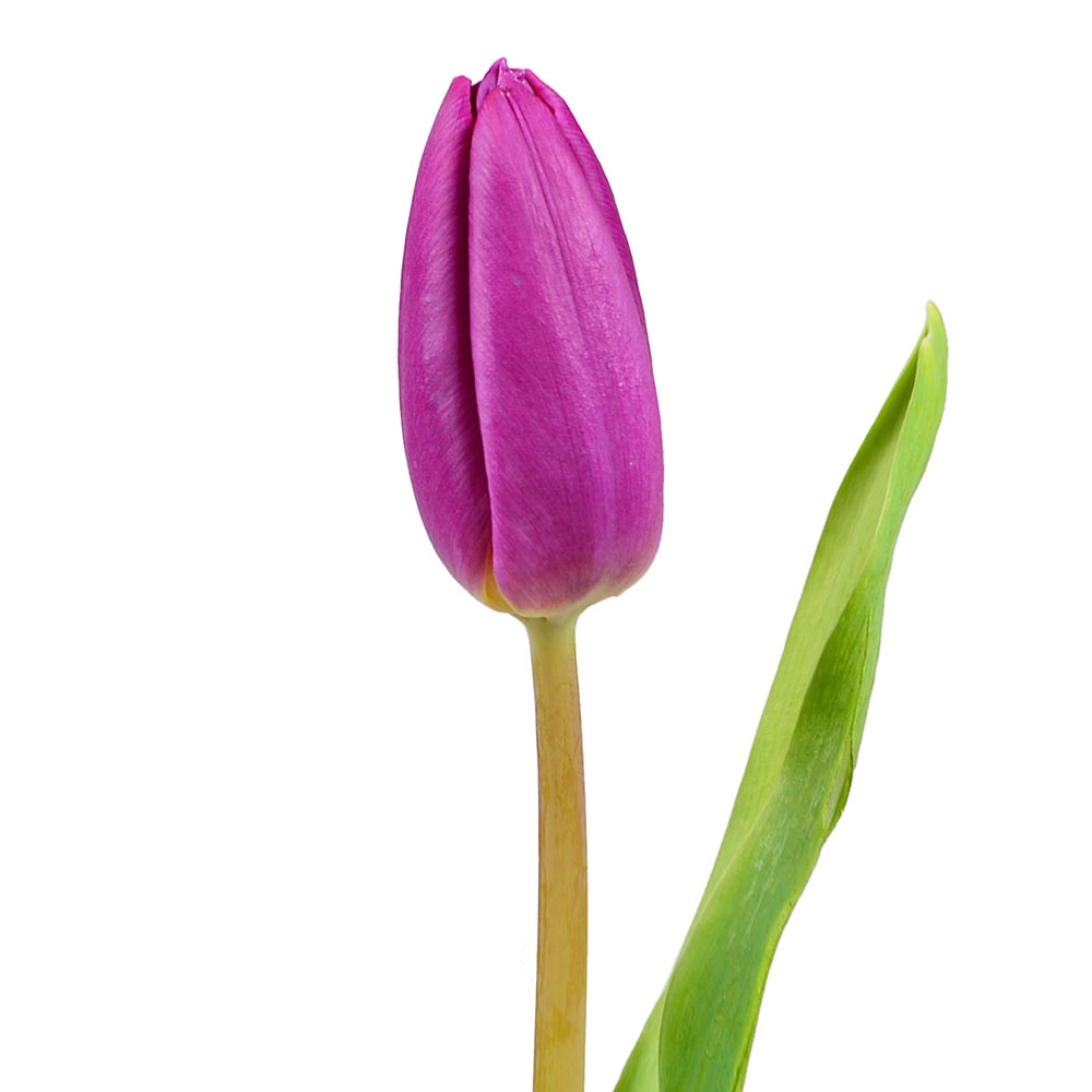 Фіолетові тюльпани поштучно Фіолетові тюльпани поштучно
