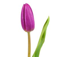 Фіолетові тюльпани поштучно Кретінга