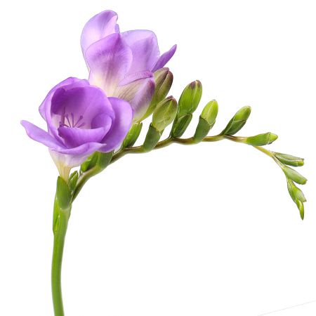 Фрезия фиолетовая поштучно Амальфи