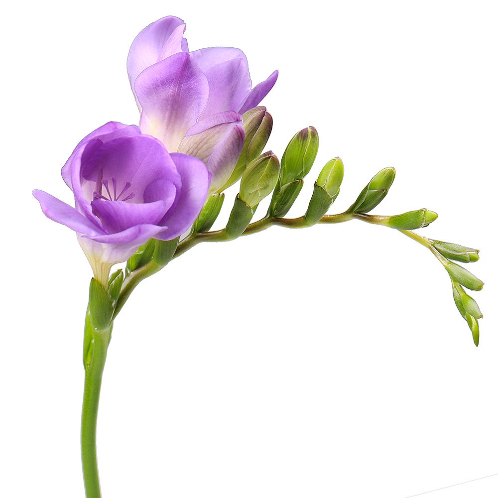 Фрезия фиолетовая поштучно Вилларс-сюр-Оллон
