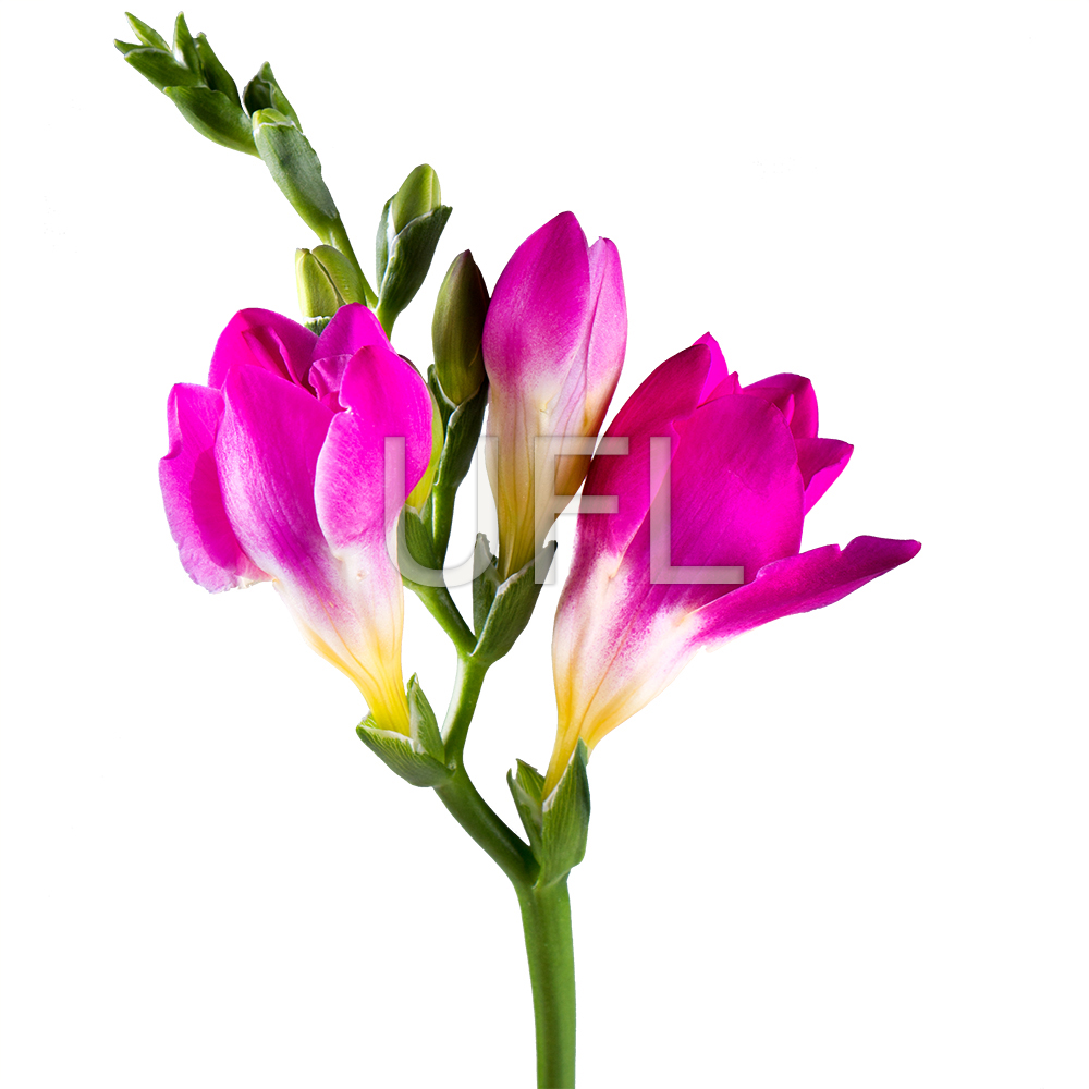 Фрезия розовая поштучно Виндзор (Великобритания)