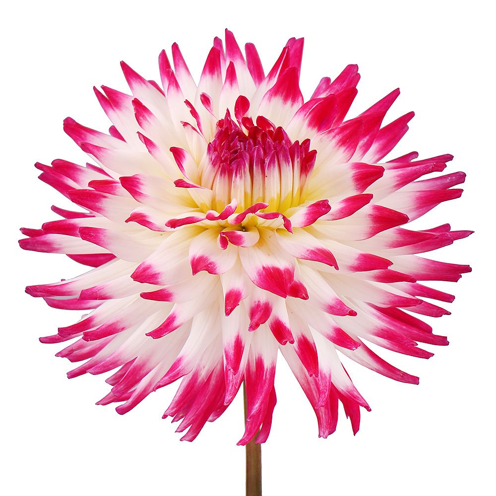 White-and-pink dahlia by piece White-and-pink dahlia by piece