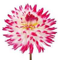 White-and-pink dahlia by piece Jaffa