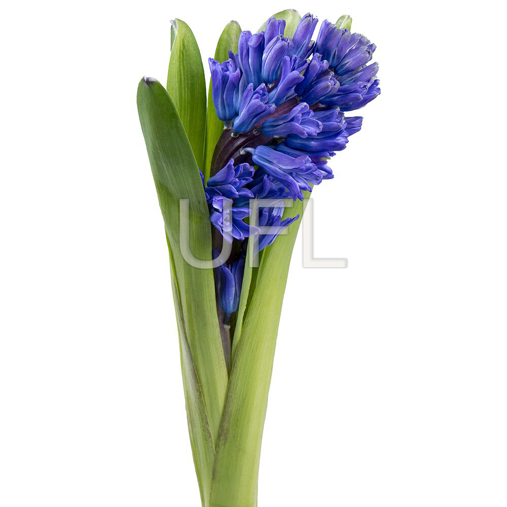 Hyacinth blue piece Hyacinth blue piece