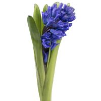 Hyacinth blue piece Midleton