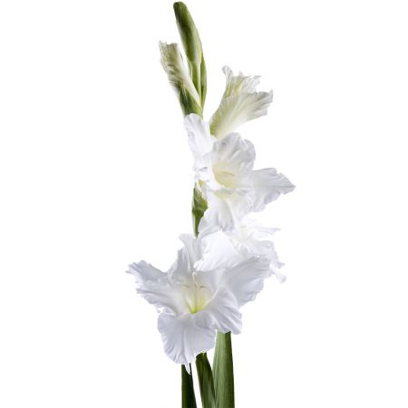 Gladiolus white piece Frunzovka