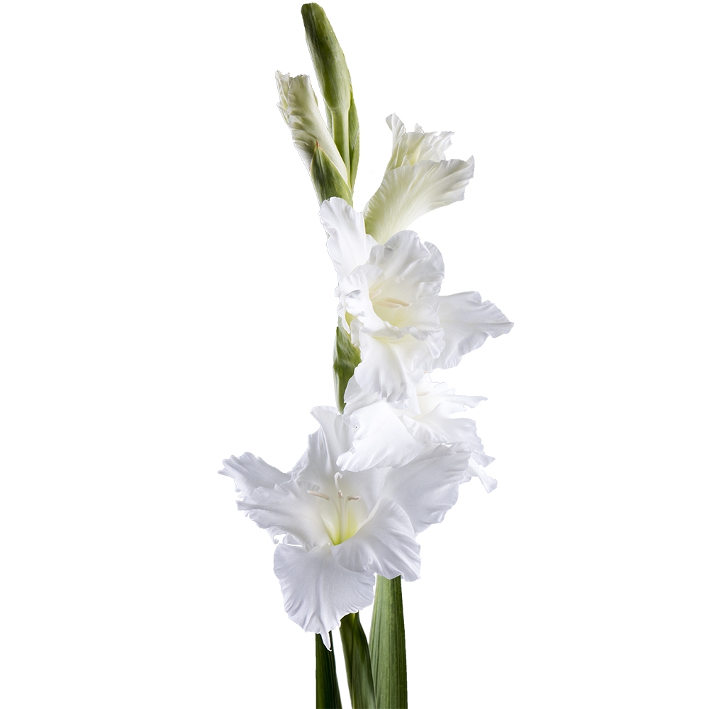 Gladiolus white piece Gladiolus white piece