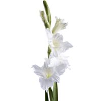 Gladiolus white piece Nizhnie Holohory