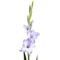 Gladiolus bicolor piece Port Moresby