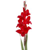 Gladiolus red piece Aktobe