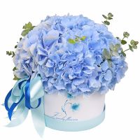 Blue hydrangea in a box Chetrosu
