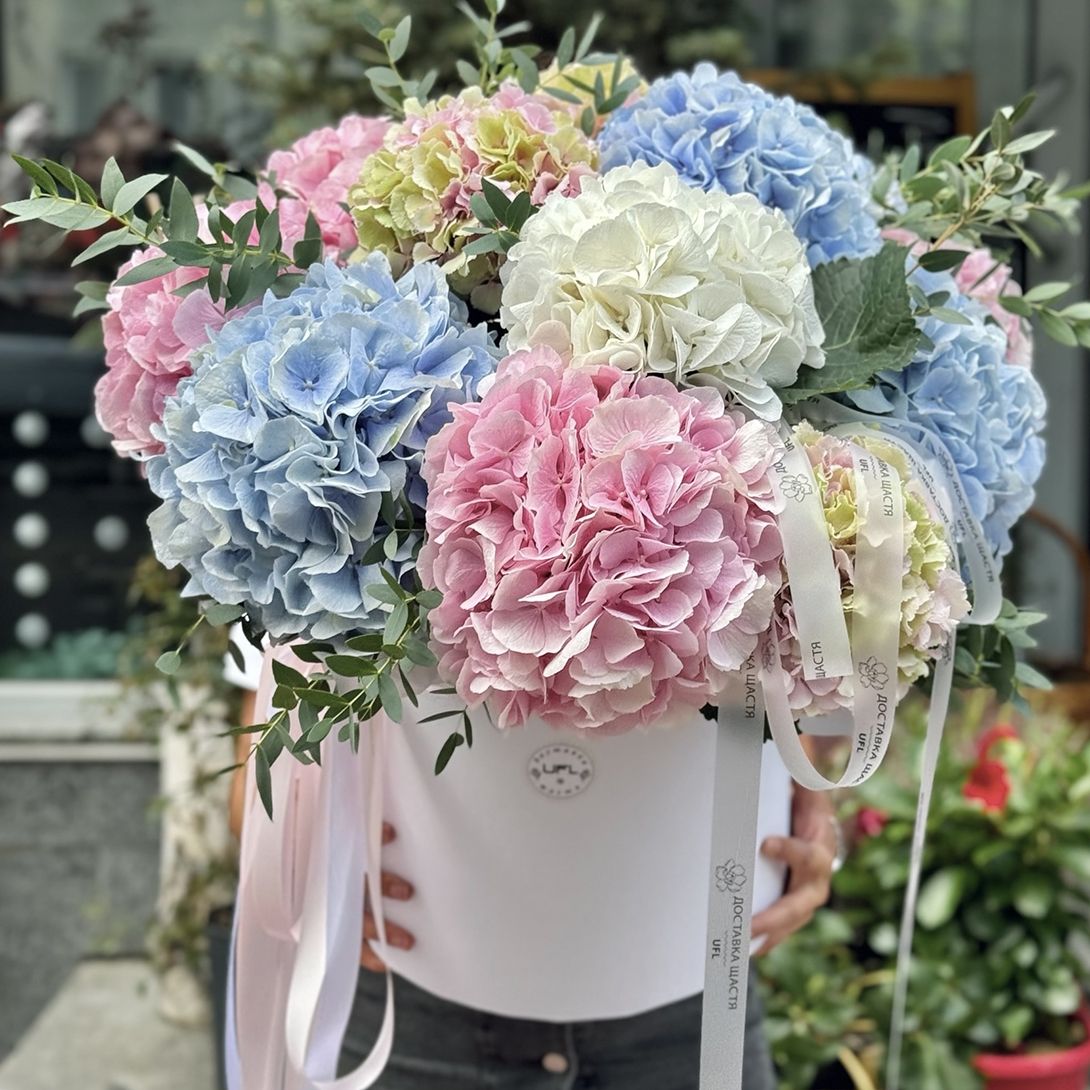 Hydrangea mix in a box XXL