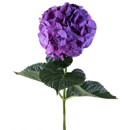 Hydrangea purple piece Kozova