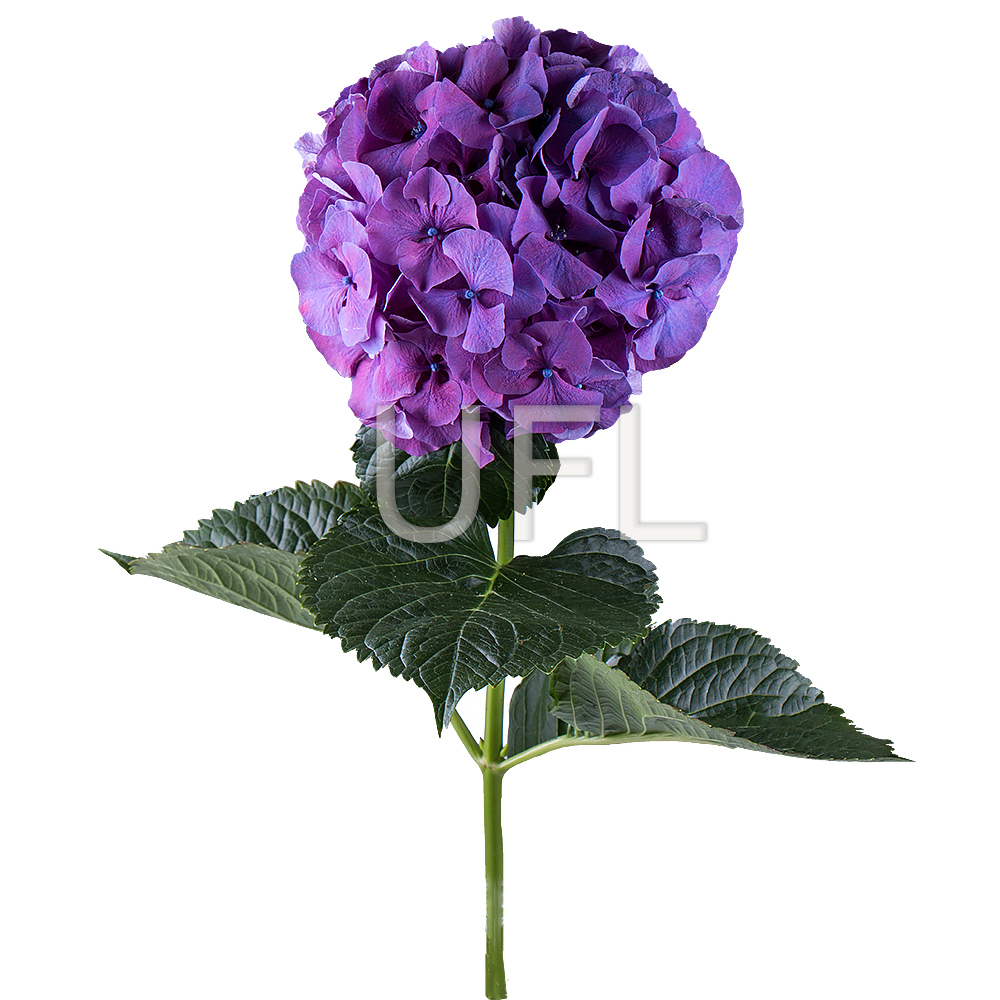 Hydrangea purple piece