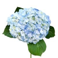Гортензия  Сент Пол