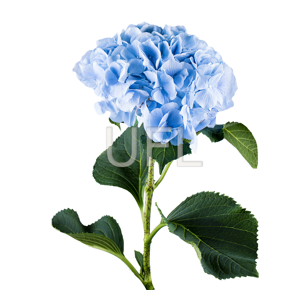 Blue hydrangea by piece