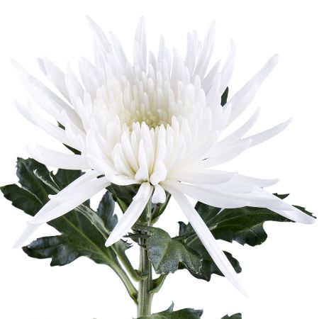 Хризантема белая поштучно Бэтсдорф