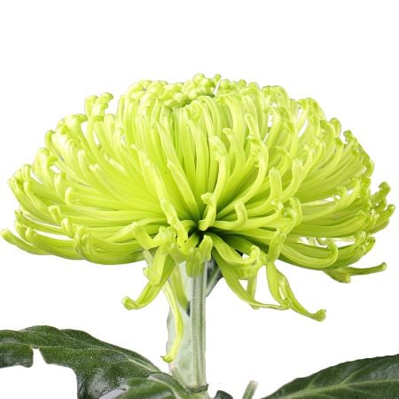 Chrysanthemum green piece Oberwil