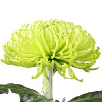 Chrysanthemum green piece Konigstetten