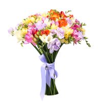 Of the 65 multi-colored freesias Weissenthurm