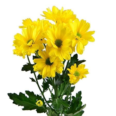 Желтые хризантемы поштучно (ветка) Бэтсдорф