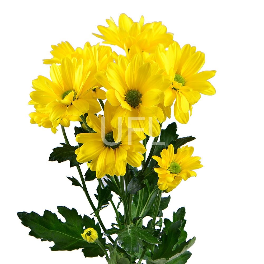 Жовті хризантеми поштучно (гілка) Жовті хризантеми поштучно (гілка)