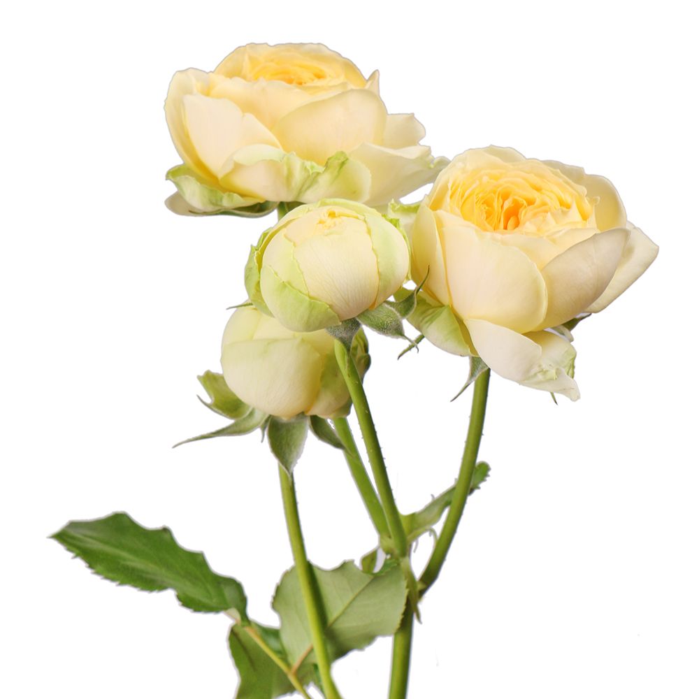 Пионовидная желтая роза поштучно Пионовидная желтая роза поштучно