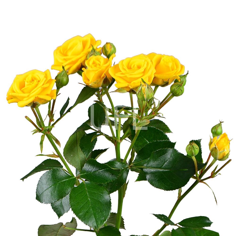Желтые кустовые розы поштучно Желтые кустовые розы поштучно