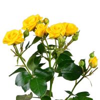 Желтые кустовые розы поштучно Флоренция