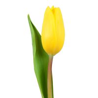 Жовті тюльпани поштучно Моэнго