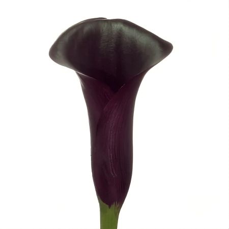 Black callas by the piece The Dnepropetrovsk area