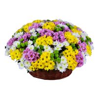 Basket of chysanthemums (101 pcs.) Bucha
