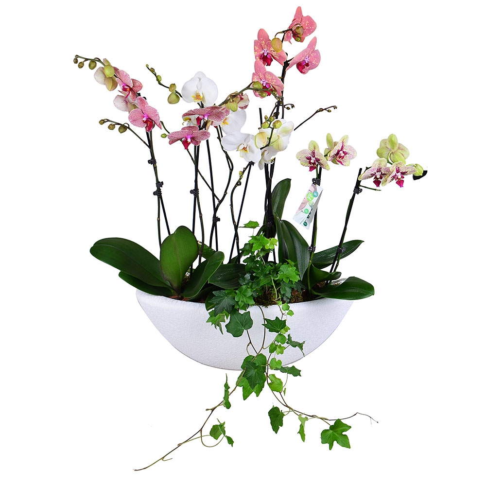 Basket of orchids Basket of orchids