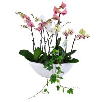 Basket of orchids Castaway Island Resort